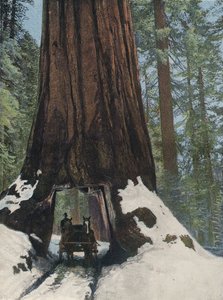 Un Arbre Géant - English Photographer