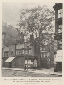 Un repère littéraire de Londres en danger, le platane de Wordsworth au coin de Wood Street, Cheapside - English Photographer