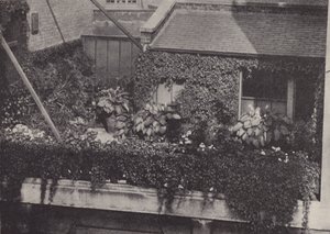 Un jardin sur le toit - English Photographer