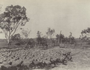 Une Station de Moutons dans le Sud du Queensland - English Photographer