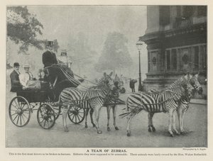 Une équipe de zèbres - English Photographer