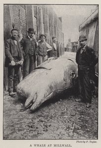 Une baleine à Millwall