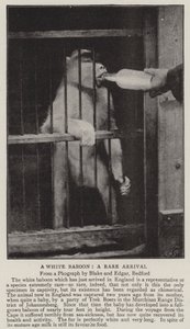Un babouin blanc, une arrivée rare - English Photographer