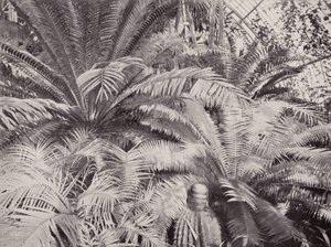 Un groupe de cycas dans la serre des palmiers à Kew - English Photographer