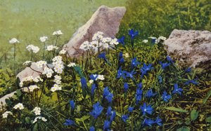 Fleurs alpines : Androsace Chamaejasme et Gentiana Pumila - English Photographer