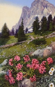 Fleurs alpines : Daphne Striata avec Dryas Octopetala (à droite) - English Photographer