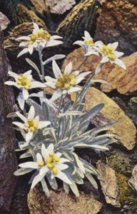 Fleurs alpines : Edelweiss, Leontopodium Alpinum - English Photographer