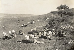 Chameaux ambulanciers, vers 1916-19 - English Photographer