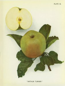 Pommes d