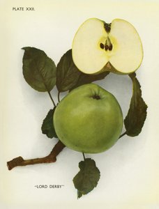Pommes d