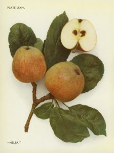 Pommes d