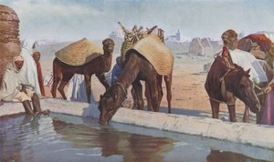 Chameliers arabes (photo en couleur) - English Photographer