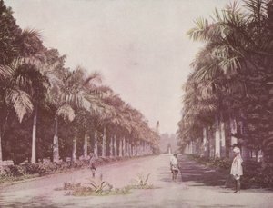 Avenue des Palmiers, Jardins botaniques, Calcutta - English Photographer