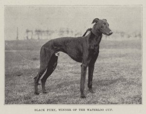 Black Fury, vainqueur de la Coupe de Waterloo - English Photographer