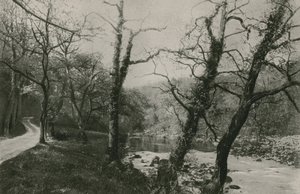 Bois de Bolton - English Photographer