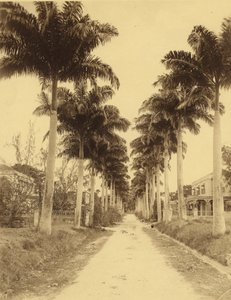 Bridgetown, Barbade, une avenue de palmiers - English Photographer