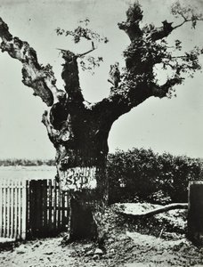 Brockley Lane : Old Oak, Londres, 1890 - English Photographer