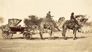 Carrosse de chameau, vers 1860 (photogravure) - English Photographer