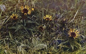 Chardons carlines (photo) - English Photographer