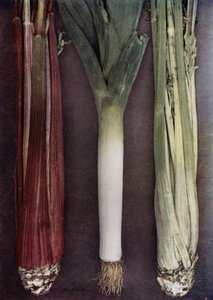 Céleri et poireau (photo couleur) - English Photographer