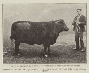 Champion bête au Smithfield Club Show et au Birmingham Show - English Photographer