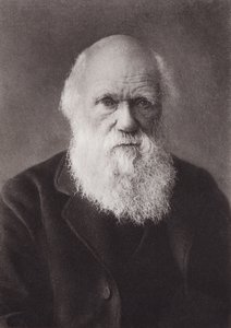 Charles Darwin, portrait, vers 1880 (photo n/b) - English Photographer