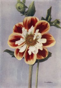 Collerette Dahlia, Gallia (photo couleur) - English Photographer