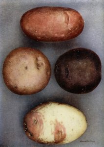 Pommes de terre colorées (photo couleur) - English Photographer