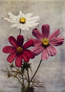 Cosmos Bipinnatus (photo couleur) - English Photographer