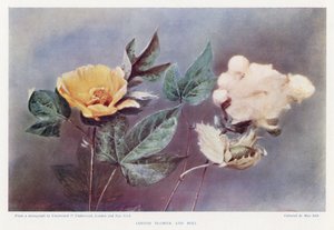 Fleur et capsule de coton - English Photographer