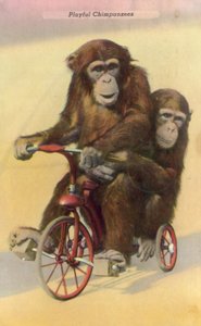 Chimpanzés cyclistes - English Photographer