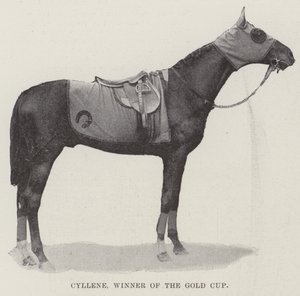 Cyllene, vainqueur de la Gold Cup - English Photographer