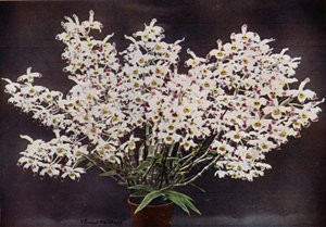 Dendrobium Wardianum (photo couleur) - English Photographer