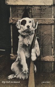 Chien tenant un fusil - English Photographer