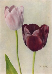 Euterpe et Frans Hals (photo couleur) - English Photographer