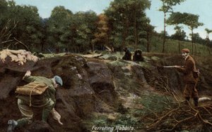 Chasse aux lapins à la campagne