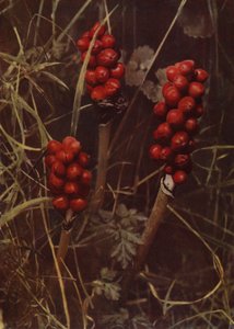 Fruit de Cuckoo-Pint - English Photographer