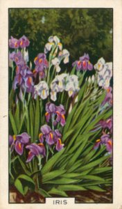 Fleurs de jardin : Iris (photo en couleur) - English Photographer