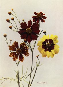Variétés de jardin de Coreopsis Drummondii et C Tinctoria (photo couleur) - English Photographer