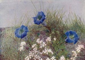 Gentiana Acaulis et Draba Dediana (photo couleur) - English Photographer