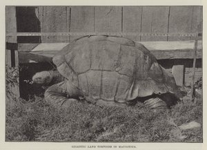 Tortue terrestre géante à Maurice - English Photographer