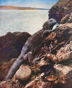Grand iguane marin sur une des îles Galápagos - English Photographer