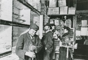 Animalerie de Great Portland Street - English Photographer