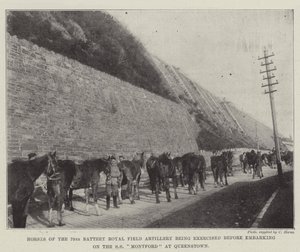 Chevaux de la 79e batterie de l