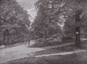 Dans le bois de la Reine, Highgate - English Photographer