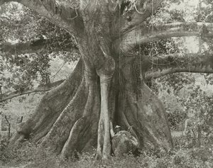  - English Photographer
