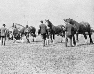 Jugement des chevaux de trait à l