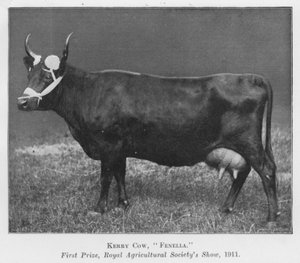 Vache Kerry, Fenella, premier prix, exposition de la Royal Agricultural Society