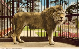 Lion au zoo de Bristol - English Photographer