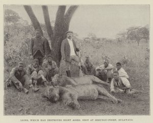 Lions, qui avaient détruit huit ânes, abattus à Sebungu-Poort, Bulawayo - English Photographer